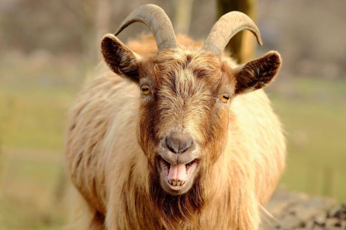 goat-mouth-open-teeth_jpg_838x0_q80