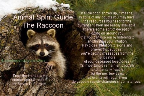 raccoon spirit message