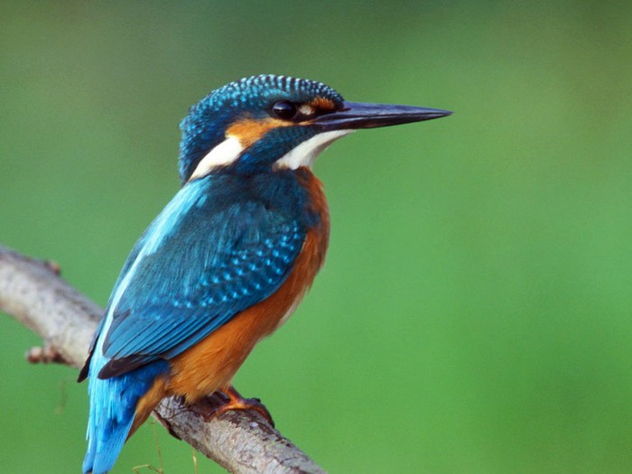 Kingfisher,_Common3_LukaszLukasik