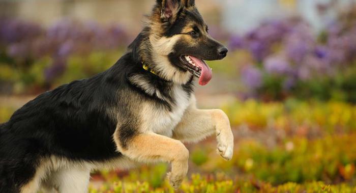 your-female-german-shepherd-SC-long