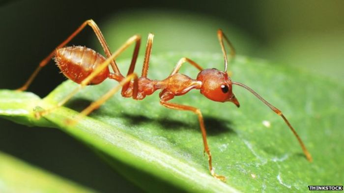 _77703502_red-ant-green-leaf