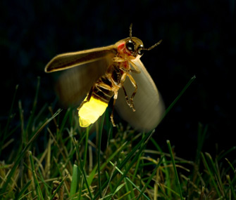 glowing-firefly-alamy-a8tc0a-335lc061113