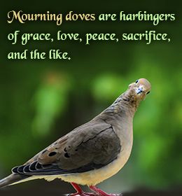 a3c4747a3981195bbfa6607d8babaf53--mourning-dove-symbolism-mourning-doves